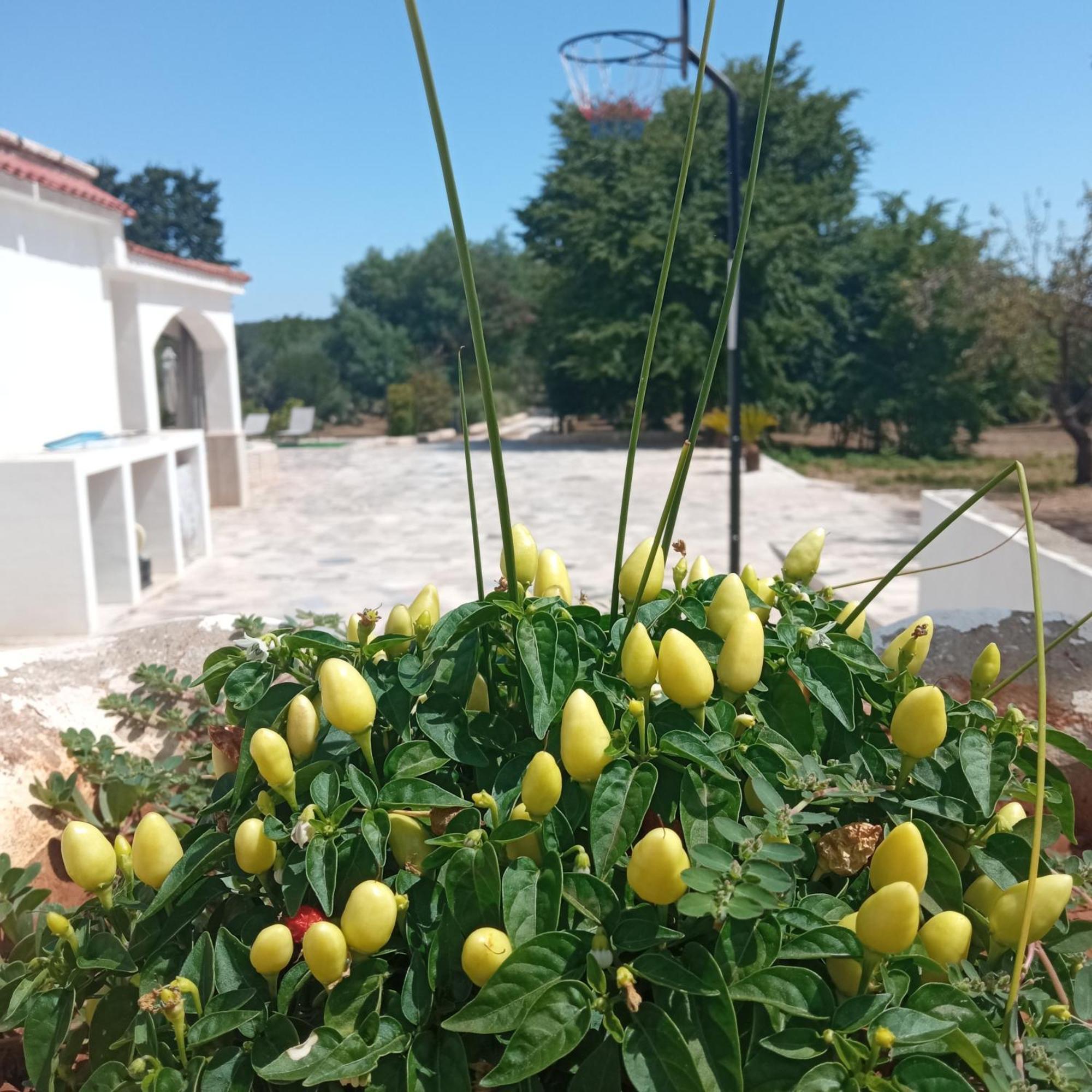 Villa Il Leccio - Trulli Чистернино Екстериор снимка